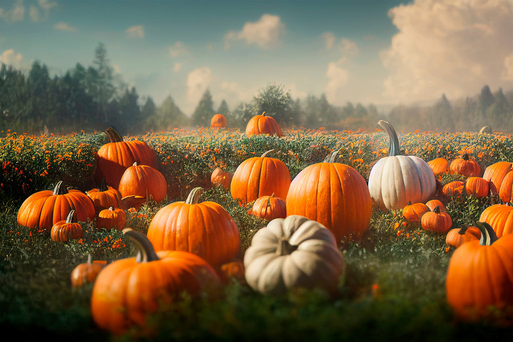 Pumpkin Patch